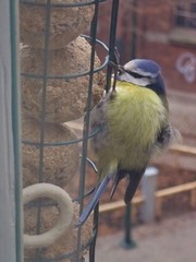 Cyanistes caeruleus