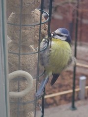Cyanistes caeruleus