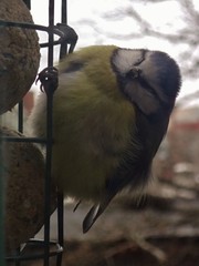 Cyanistes caeruleus