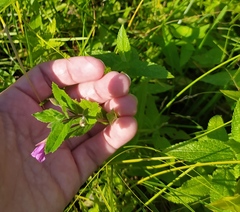 Epilobium hirsutum