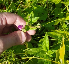 Epilobium hirsutum