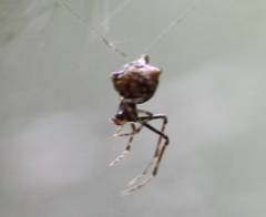 Phoroncidia