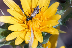 Oedemera femorata