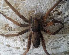 Ancylometes bogotensis