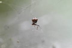 Phoroncidia