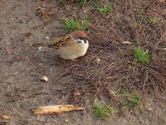 Passer montanus