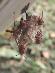 Polistes veracrucis