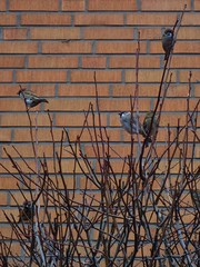 Passer montanus