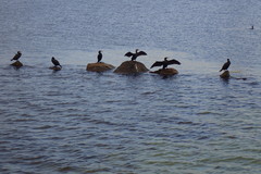 Phalacrocorax carbo