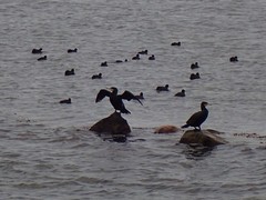 Phalacrocorax carbo