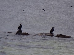 Phalacrocorax carbo