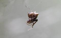 Phoroncidia
