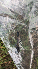 Eremnophila aureonotata