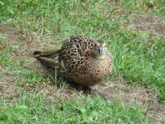 Phasianus colchicus