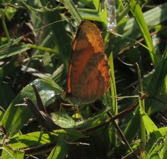 Tegosa anieta