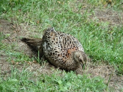 Phasianus colchicus