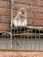 Erythrocebus