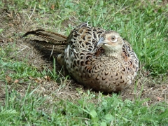 Phasianus colchicus