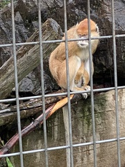 Erythrocebus