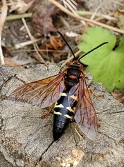 Sphecius speciosus