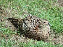 Phasianus colchicus