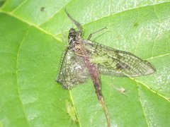 Ephemera vulgata