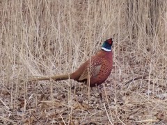Phasianus colchicus
