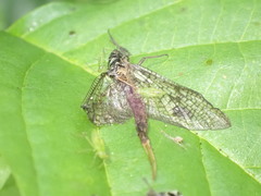 Ephemera vulgata