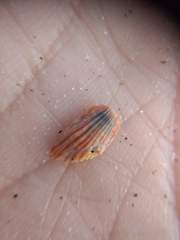 Paraconcavus pacificus