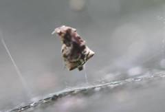 Araneae