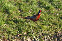 Phasianus colchicus