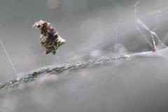 Araneae