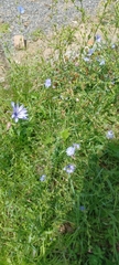 Cichorium intybus