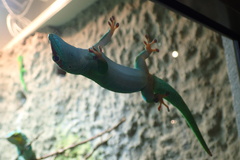 Phelsuma