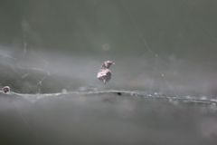 Araneae