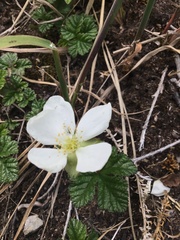Rubus pedatus