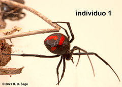 Latrodectus mirabilis