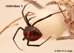 Latrodectus mirabilis