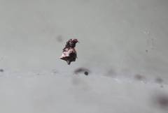 Araneae