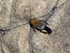 Temnopteryx phalerata