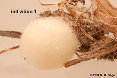 Latrodectus mirabilis