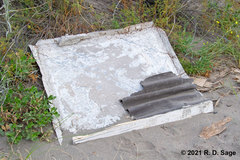 Latrodectus mirabilis