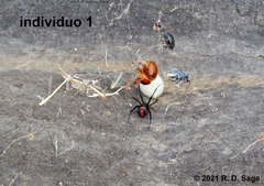 Latrodectus mirabilis
