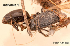 Latrodectus mirabilis