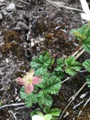 Rubus pedatus