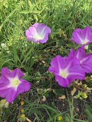 Ipomoea hartwegii