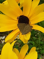 Satyrium caryaevorus