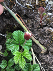 Rubus pedatus