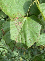 Paracercosporidium microsorum