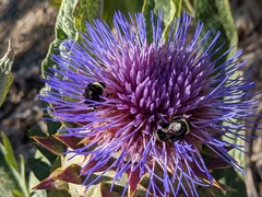 Bombus californicus